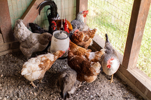 Chicken eating in chicken coop on farm. Authentic traditional ambiance, and chicken grown on natural organic food