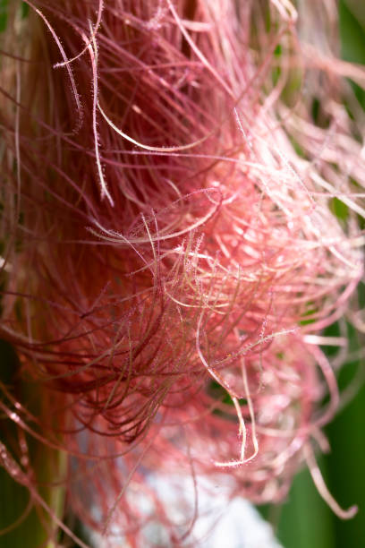 istock beautiful corn flower in the field in the spring during flowering 1385683392