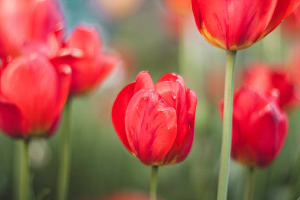 istock Red tulips blooming in the spring garden 1385683439