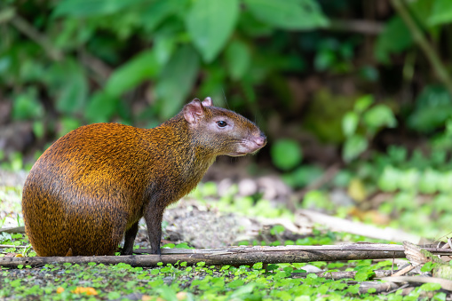 middle sized mammal Central American agouti (Dasyprocta punctata) in rainforest. La Fortuna Costa Rica wildlife