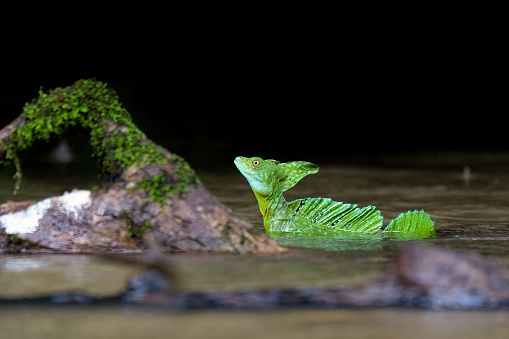 Plumed green basilisk (Basiliscus plumifrons), sitting on branch protruding from water rainy tropical weather. Refugio de Vida Silvestre Cano Negro, Costa Rica wildlife .