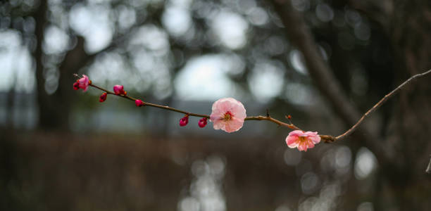 beautiful sakura flower with defocused view. beautiful sakura flower with defocused view. taken at shizuoka japan bunga sakura stock pictures, royalty-free photos & images