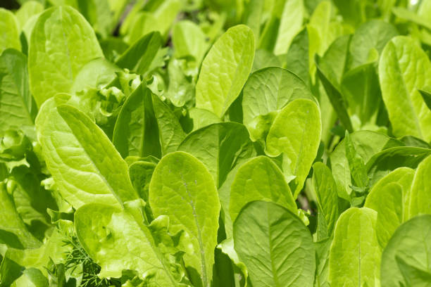 istock Growing salad in the garden in spring 1385684312