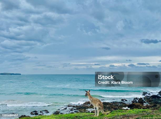 Kangaroo On Beach Headland Stock Photo - Download Image Now - Breaking Wave, Animal, Animal Themes