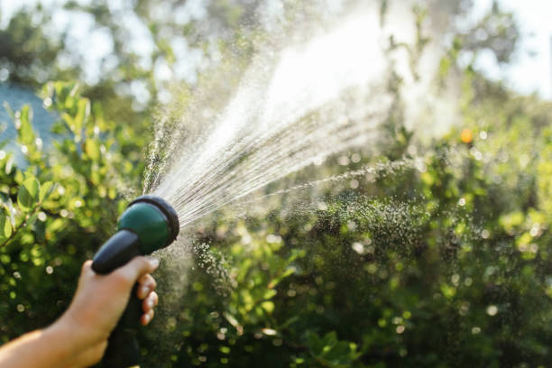 istock Taking care of plant at summer 1385684531
