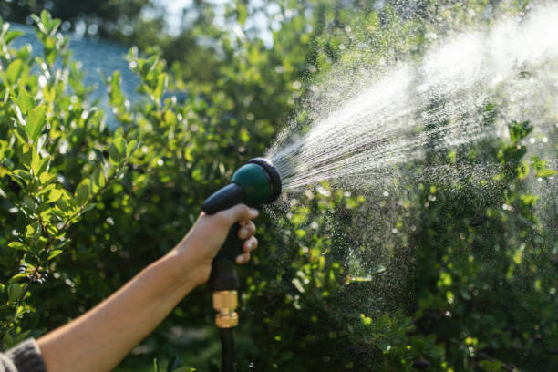 istock Taking care of plant at summer 1385684532