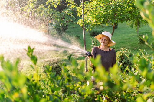 Happy woman watering her garden with chokeberry plants at summer. Beautiful sunny day, and fruits are almost ready for harvesting