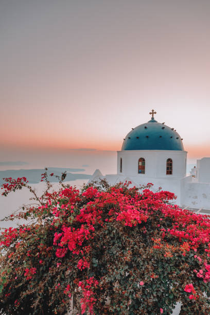 Famous traditional blue dome church and red flowers in Santorini Island, Greece Thire village at sunset in Santorini, Greece Famous and  iconic typical traditional blue dome church and colorful bougainvillaea flowers at beautiful sunset in Greek Santorini Island, Greece Oia village,  Greece fira santorini stock pictures, royalty-free photos & images