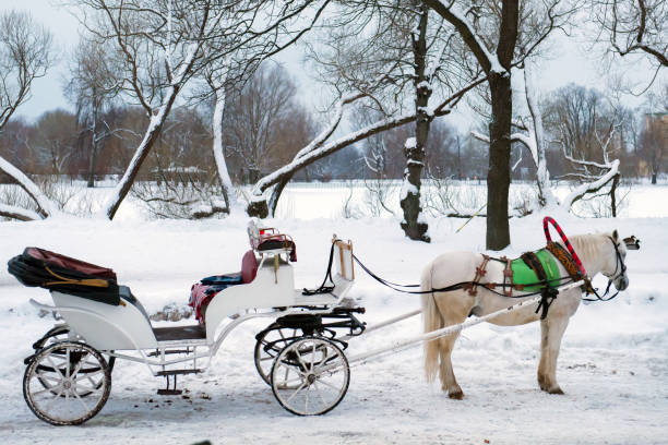 istock A white horse harnessed to a vintage white carriage. 1385686728