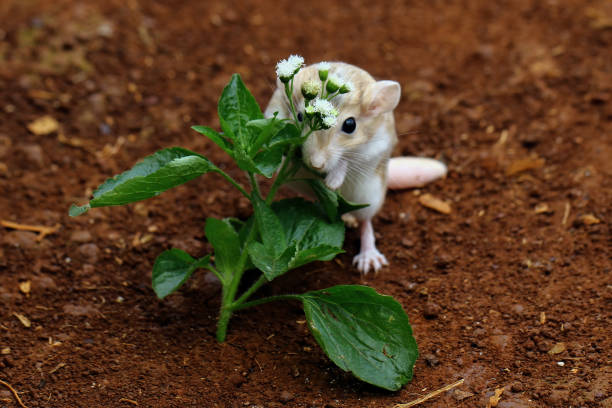 myszoskoczki duprasi - mouse gerbil standing hamster zdjęcia i obrazy z banku zdjęć