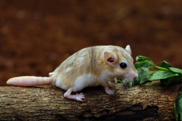 duprasi gerbils - mouse gerbil standing hamster - fotografias e filmes do acervo