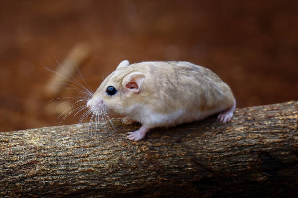 myszoskoczki duprasi - mouse gerbil standing hamster zdjęcia i obrazy z banku zdjęć