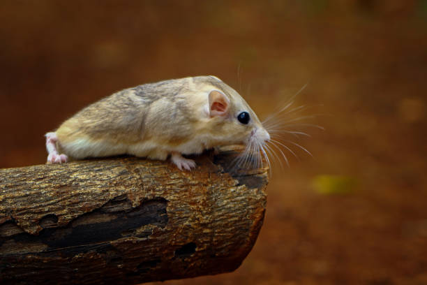 duprasi gerbils - mouse gerbil standing hamster - fotografias e filmes do acervo