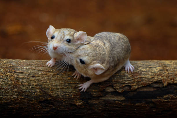 myszoskoczki duprasi - mouse gerbil standing hamster zdjęcia i obrazy z banku zdjęć