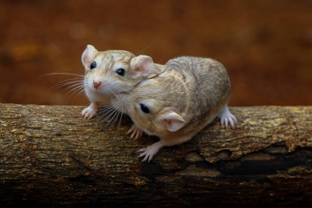 duprasi gerbils - mouse gerbil standing hamster - fotografias e filmes do acervo