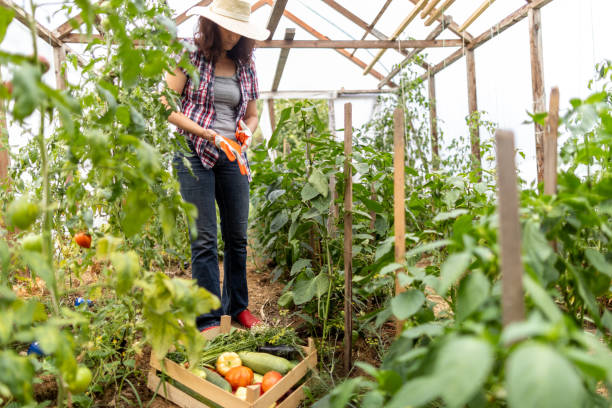 istock Woman working on organic farm 1385688746