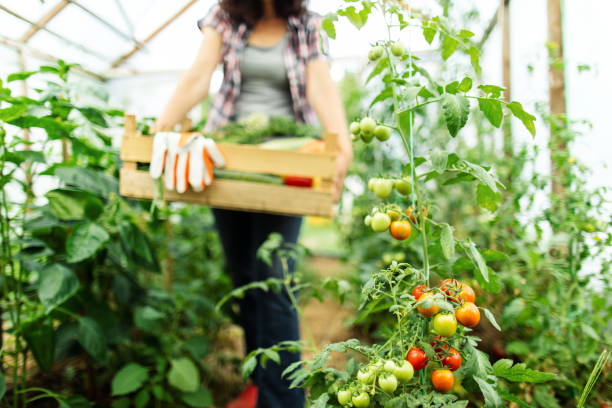 istock Woman working on organic farm 1385688820