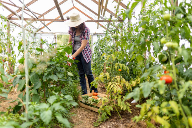 istock Woman working on organic farm 1385688846