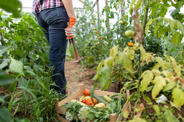 istock Woman working on organic farm 1385688868