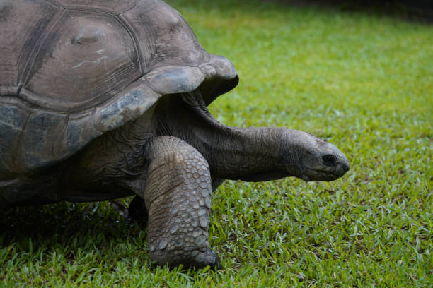 istock Old adult Galapagos tortoise ￼at Australia zoo 1385689727