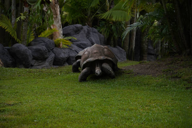 A Succada tortoise eating a leaf.