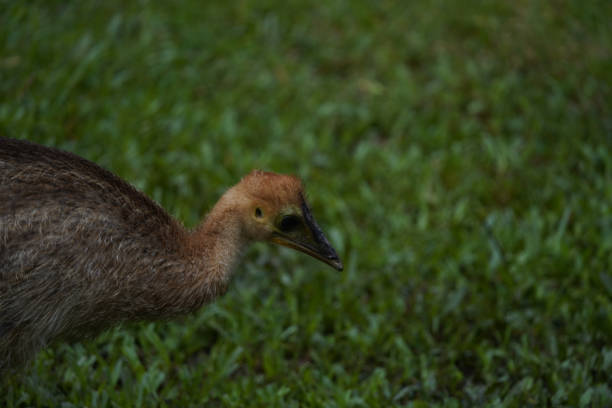 Call landscape photo of young cassowary chick at Australia zoo