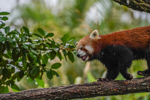 Colour photograph of red panda at Australia zoo