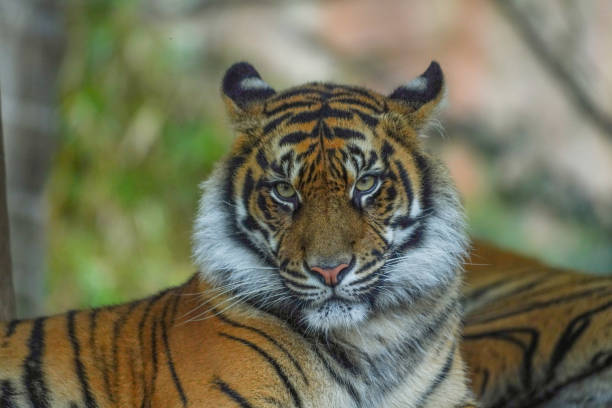 istock Female tiger at Australia zoo 1385690999