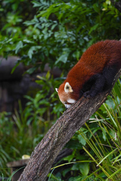 istock Red panda at Australia zoo 1385691138
