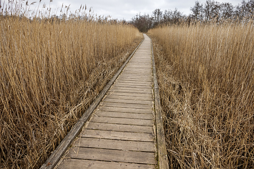 Boardwalk through a swamp with common reed at the brink of Arresø which is the largest freshwater lake in Denmark and situated northwest of Copenhagen. This is very close to Frederiksværk, which is a small-town northwest of Copenhagen