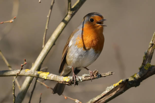 istock Rougegorge familier (Erithacus rubecula) 1385691824