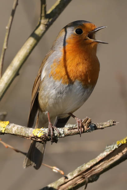 istock Rougegorge familier (Erithacus rubecula) 1385691826