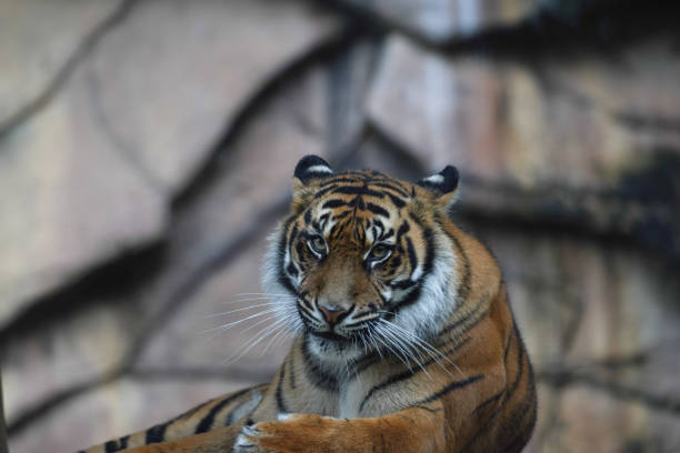 istock Female tiger at Australia zoo 1385692429