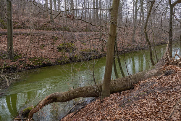 Stream of water through a forest close to Arresø which is the largest freshwater lake in Denmark and situated northwest of Copenhagen. This is very close to Frederiksværk, which is a small-town northwest of Copenhagen. The stream is connecting the lake with the sea