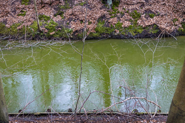 Stream of water through a forest close to Arresø which is the largest freshwater lake in Denmark and situated northwest of Copenhagen. This is very close to Frederiksværk, which is a small-town northwest of Copenhagen. The stream is connecting the lake with the sea