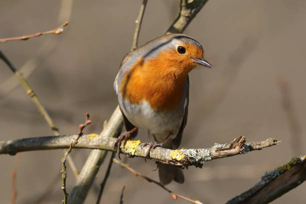 istock Rougegorge familier (Erithacus rubecula) 1385693868
