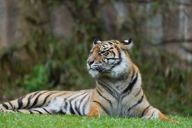 istock Female tiger resting on green grass at 1385694645