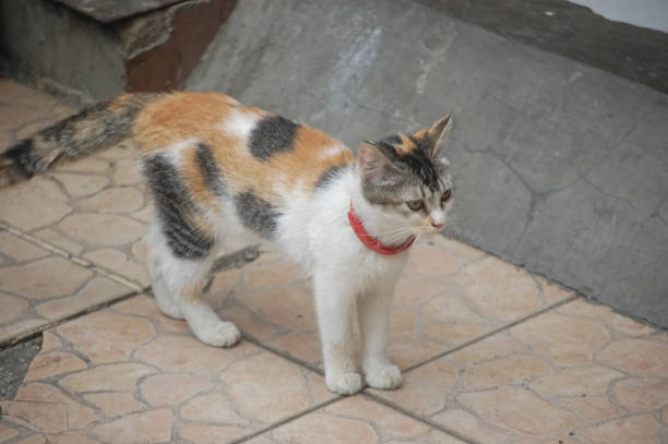 istock little cute kitten standing outdoors 1385695578