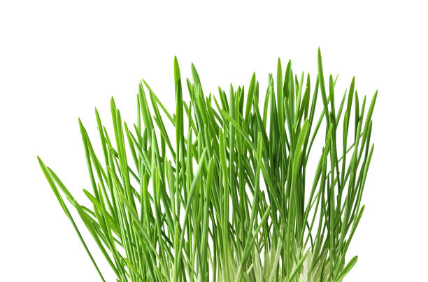 istock Fresh green grass isolated on white 1385695777
