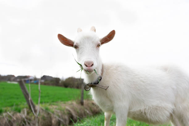 istock A white goat is chewing grass. Cute domestic animal 1385696998