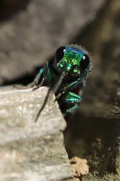 Chrysis spec. on a wall