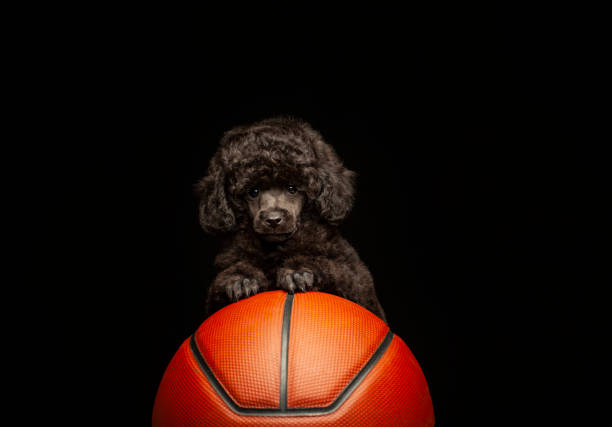 image of dog basketball dark background
