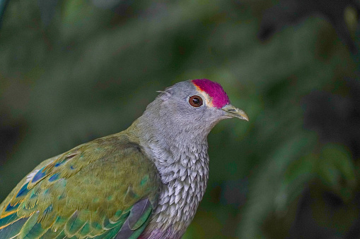 Colour landscape colour portrait photo of Rose-crowned fruit dove