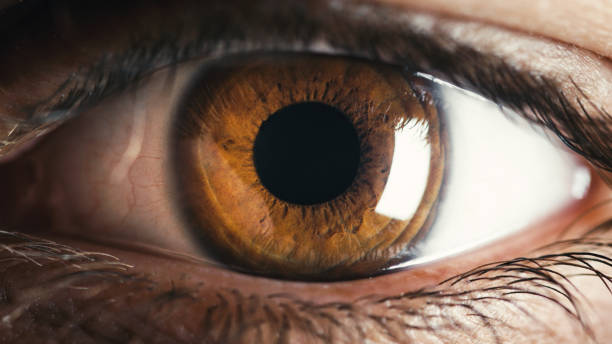 istock Close up macro of stunning brown eye 1385698784