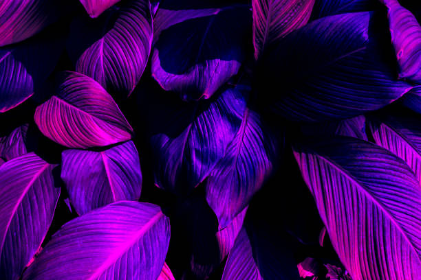 istock purple leaves background 1385700562