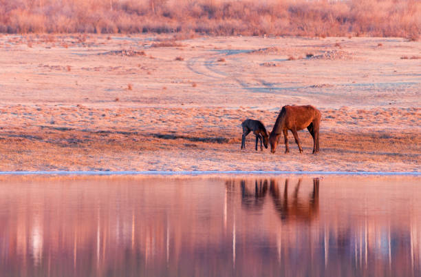 istock Red pregnant mare in spring pasture 1385700619