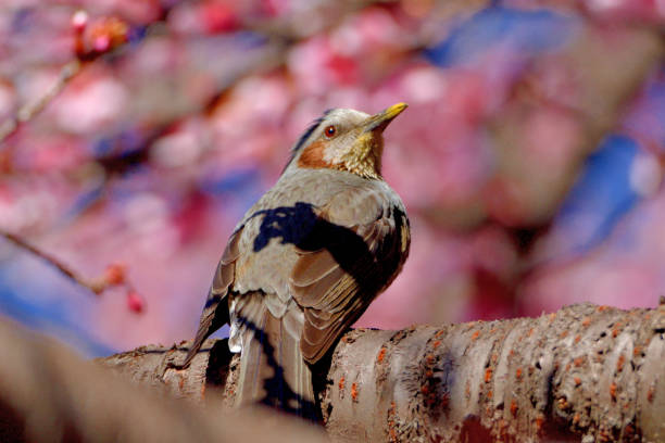 During the cherry blossom season, many brown-eared bulbuls as well as Japanese white-eye are observed flocking to cherry trees to consume nectar from flowers.