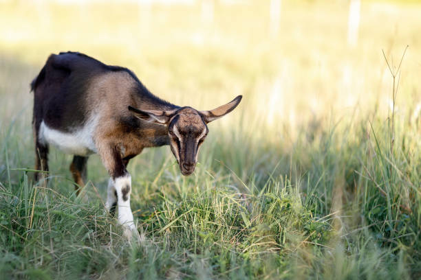 istock Brown goat walks in the meadow with its head down and eats grass 1385701089