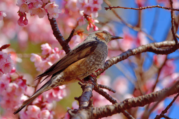istock Cherry Blossom and Brown-eared Bulbul 1385701092