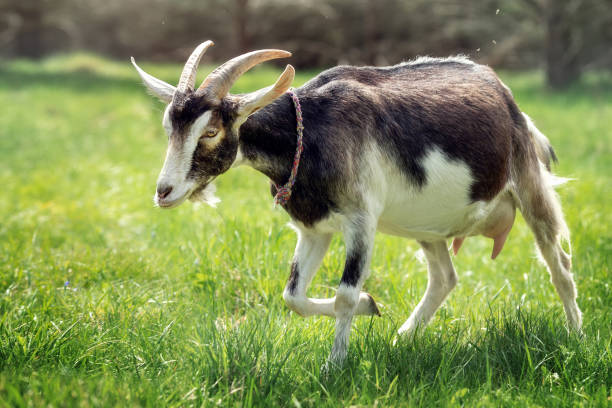 istock Goat in a green meadow is running from an insect attack 1385701156